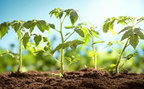 Nacimiento de la Virologia