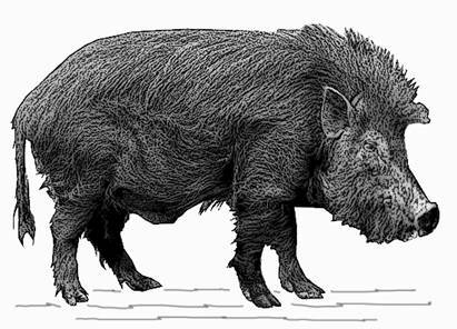 La domesticación del cerdo tuvo origen en China (Sus scrofa vittatus)