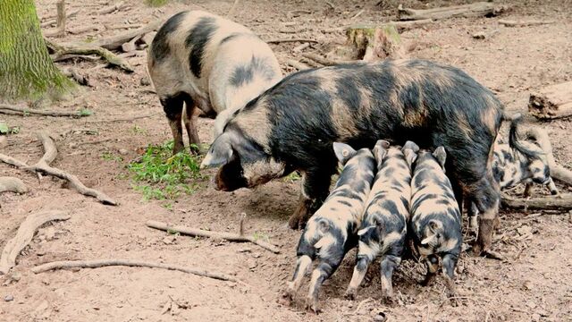 Domesticación en Europa