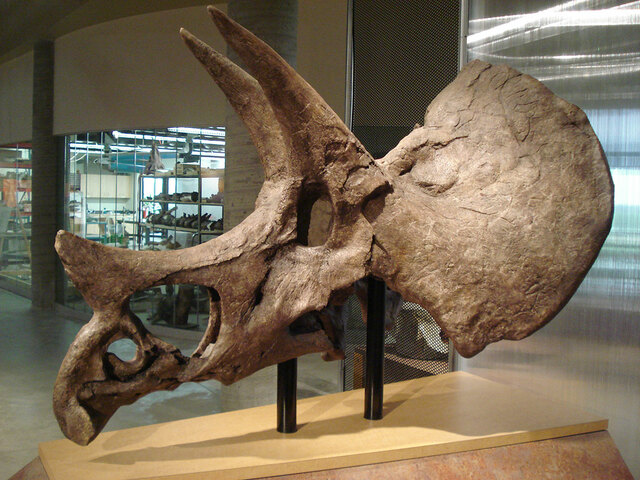 66 millions of years ago