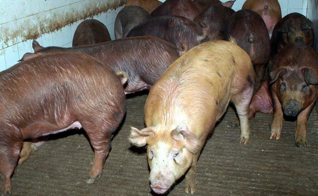 Explotación de los cerdos