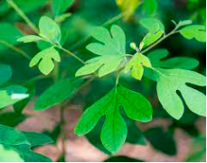 sassafras