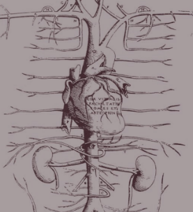 La circulació de la sang