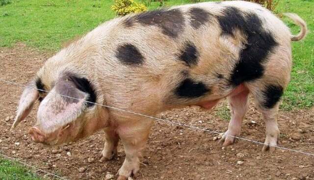 Evolución del cerdo de acuerdo a su producción