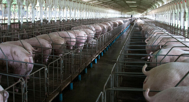 Inicia la porcicultura industrializada