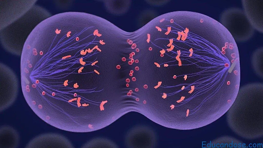 Se considera a la célula como unidad básica