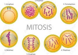 Se registra la división longitudinal de los cromosomas.