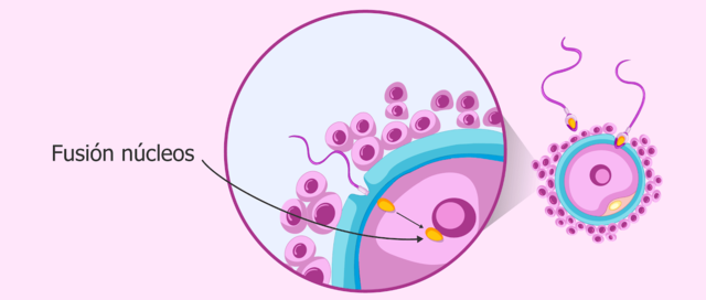 Avance sobre la fecundación.