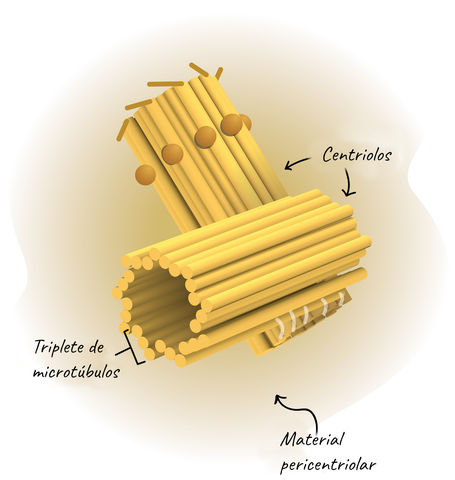 identificación de el centriolo.