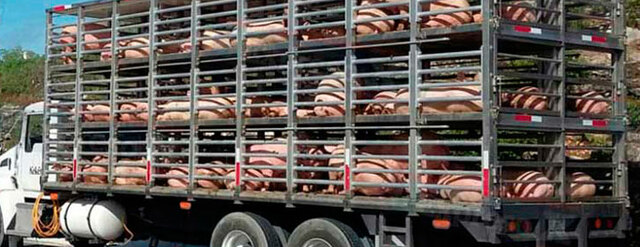 Importación de razas porcinas a mexico