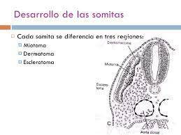El primer par de somitas aparecen (día 20 aproximadamente) y continúan generando hasta la 5a semana