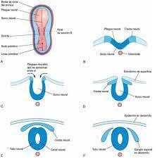 Neurulación, la notocorda se comienza a definirse como el eje de organización y simetría del embrión y se originan