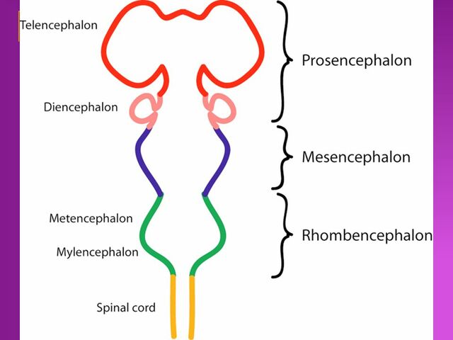 Formación de vesículas primarias