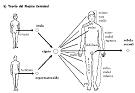 Teoría del plasma germinal.
