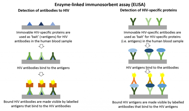 Development of ELISA test to screen for diseases such as HIV