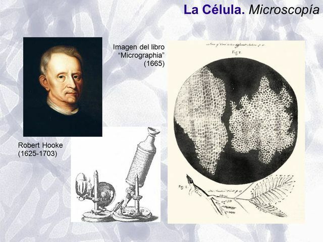 Robert Hooke