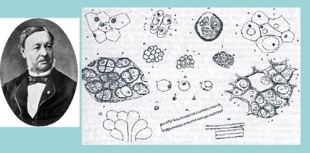 Theodor Schwann