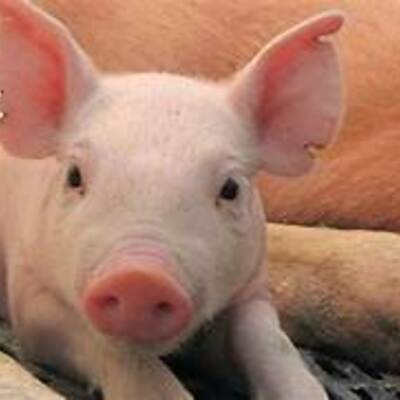 Timeline: Evolución del cerdo hasta nuestros días