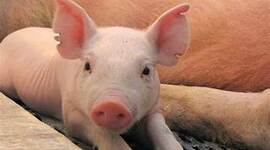 Timeline: Evolución del cerdo hasta nuestros días