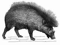 Domesticación en China