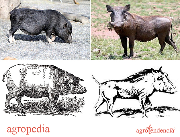 Domesticación del cerdo en Europa