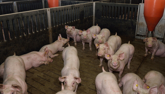 Porcicultura en México