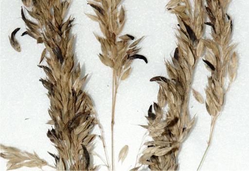 Ergotismo/ Holy Fire