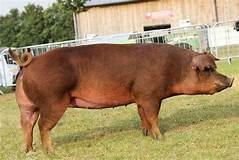 Grupos que dieron origen al Duroc