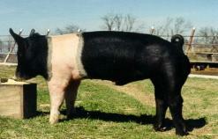 Se estableció la asociación americana de Hampshire