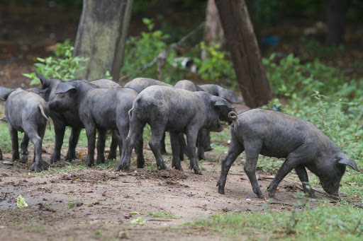 La incorporación del Cerdo