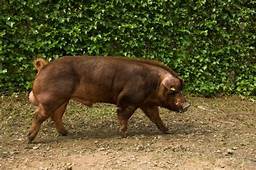 Fundación de América Duroc