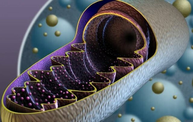 Robert Altmann Describió gránulos del citoplasma.