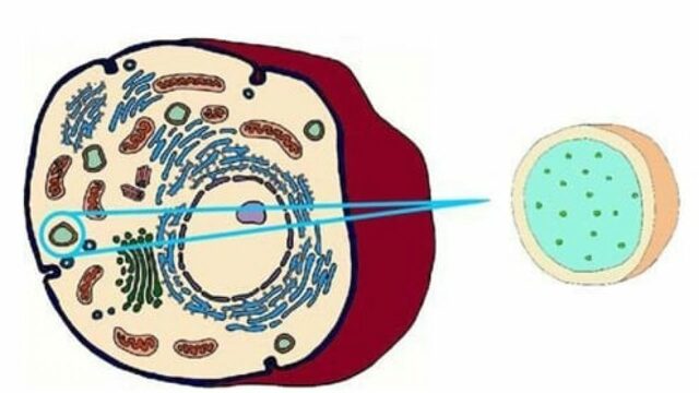 Christian de Duve descubrió los lisosomas
