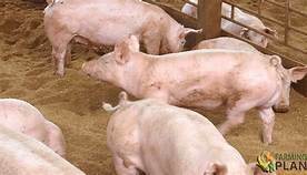 En Dinamarca se inicia el mejoramiento de la propia raza danesa