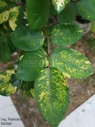 ¿Bacterias inusualmente pequeñas?