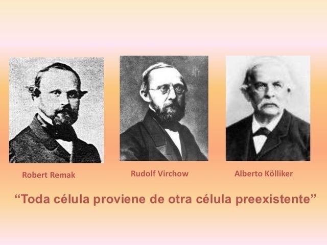 Robert Remak (POLONIA), Rudolf Virchow (ALEMANIA), Albert Kölliker (SUIZA)