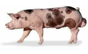 Expansión del Pietrain en Europa.