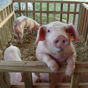 Se crearon centros de investigación dedicadas a la crianza, alimentación y selección