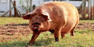 Raza Duroc