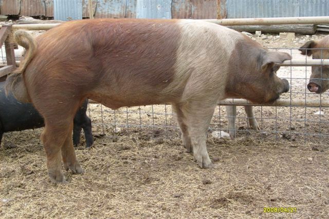 Se estableció la asociación america de Hampshire