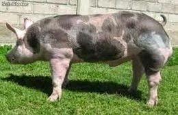 Expansión del pietrain en europa