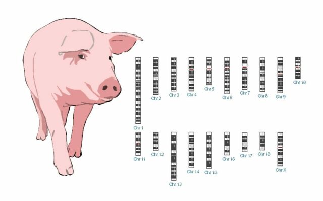 Pace y Col describieron una tecnica que permite identificacion precisa de los pares de cromosoma