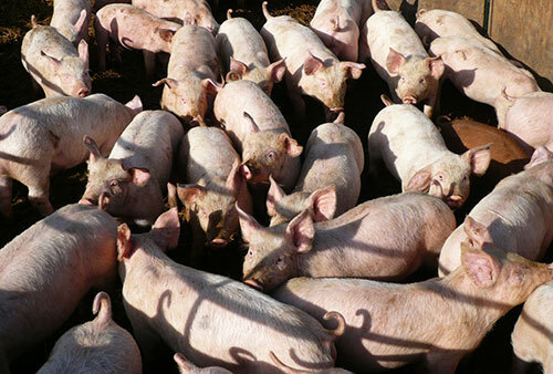 Porcicultura en México