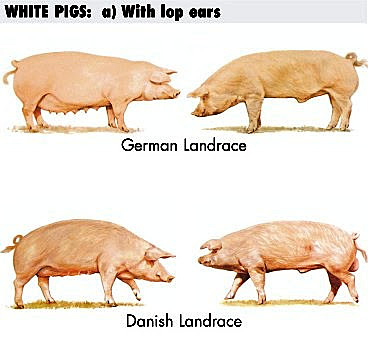 En dinamarca seinicia el mojarmienton de la propia raza danesa