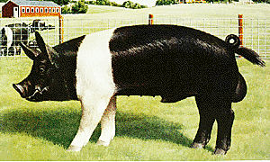 Se estableció la asociación america de Hampshire