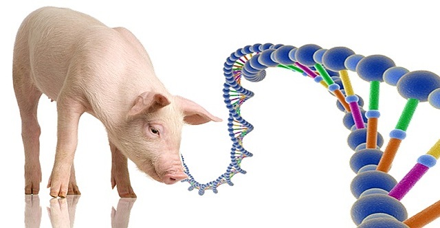Pace y Col describieron una técnica que permite identificación precisa de los pares de cromosoma