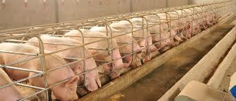 Se crearon centros de investigación dedicadas a la crianza, alimentación y selección