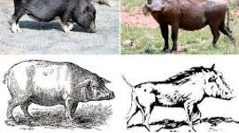 Timeline: Historia y Evolución del Cerdo