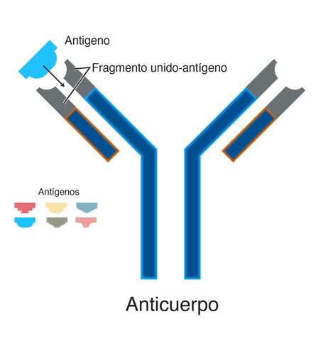 Anticuerpos
