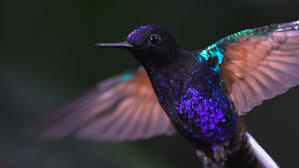 La Real Sociedad para la preservación de las aves.